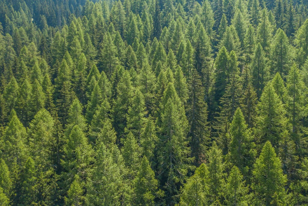 Metsäkatoasetus EUDR pakkausala