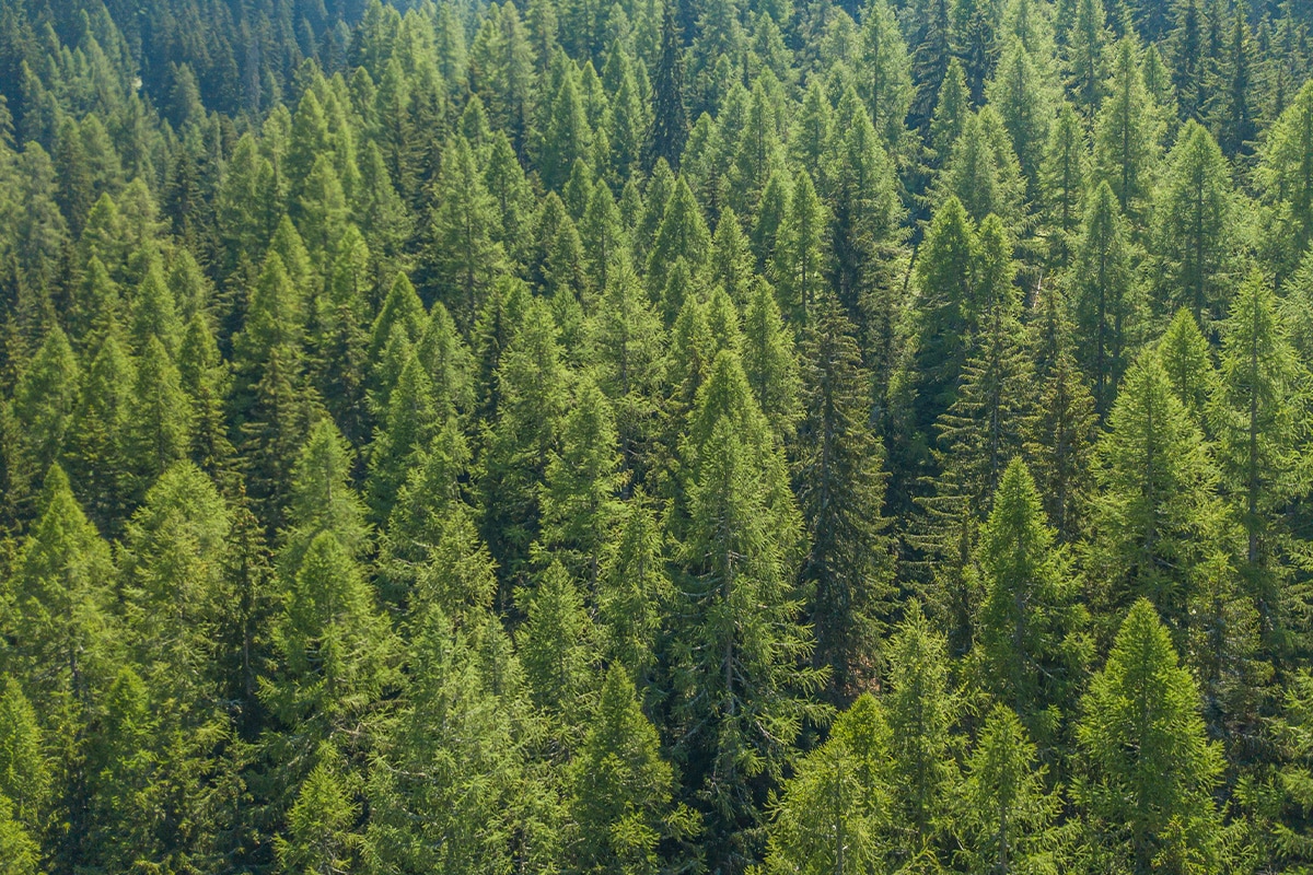 Metsäkatoasetus EUDR pakkausala